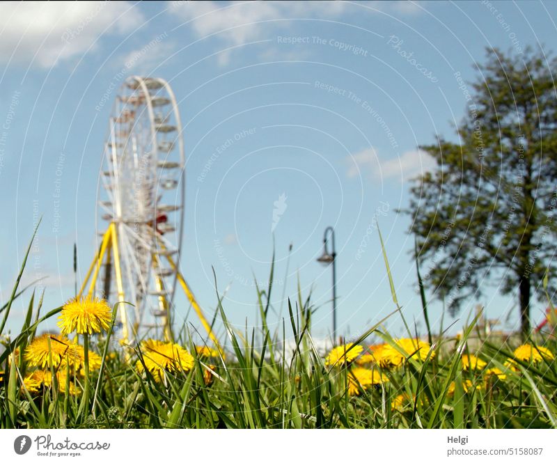 behind a meadow with dandelion flowers stands a Ferris wheel, a lantern and a tree in front of a blue sky with little clouds Meadow Grass Dandelion