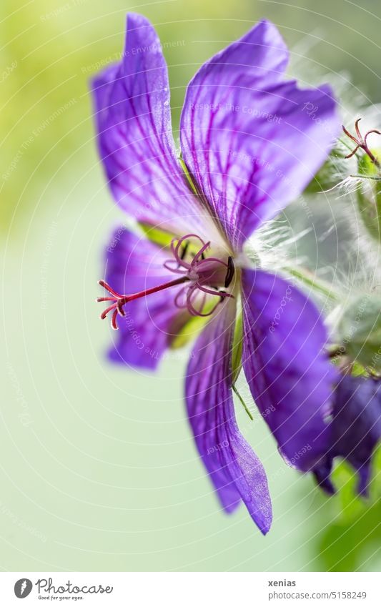 Flowering cranesbill with pistil and veined petals in purple against green background Blossom Geranium Stylus Floristry Violet Green geranium