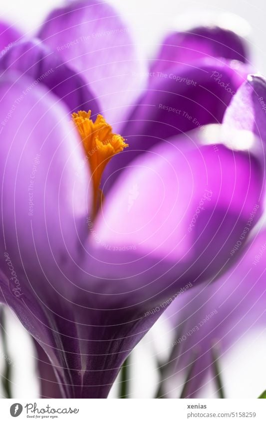 Macro shot: Purple crocus with pistil in orange Blossom Flower Spring Plant Violet Orange Spring flowering plant Crocus Garden Pistil Spring crocus