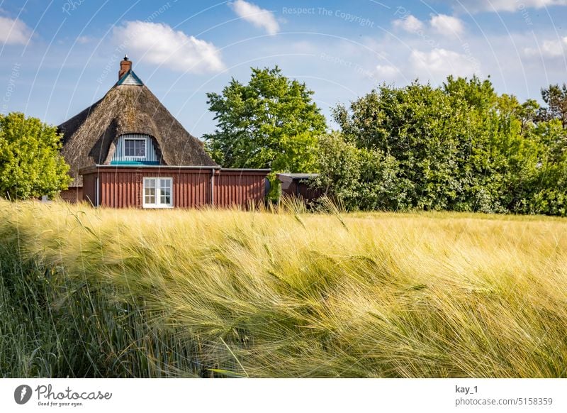Thatched house by corn field Reet roof Thatched roof house Grain field Barley Barleyfield Barley ear Wood Wooden house trees Summer Agriculture Field