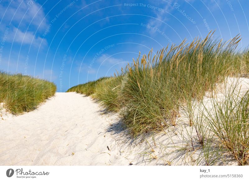 Beach path in the dunes with blue sky beach lane Sand Sandy path Marram grass Blue sky white sand Beach dune coastal protection Northern Germany Denmark