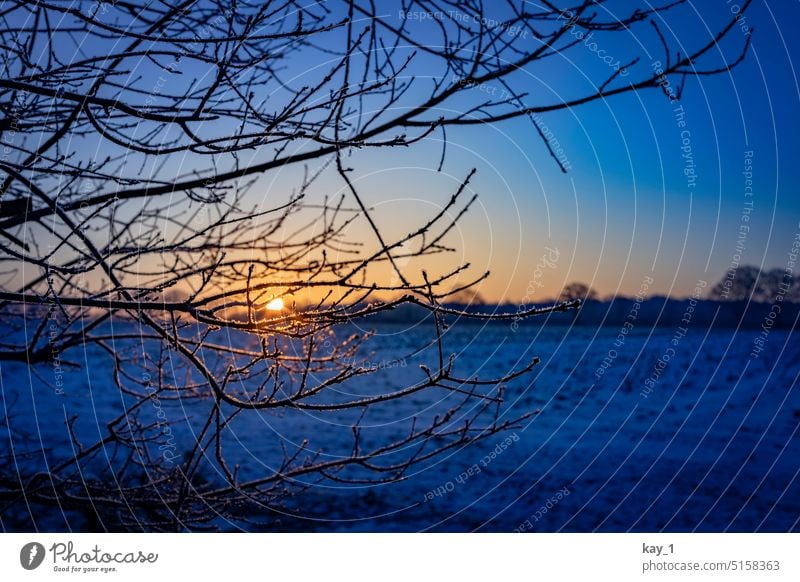 Field with tree branches in front of rising sun Meadow Frost Winter Winter mood Sunrise Hoar frost Ice Ice crystal ice crystals freezing cold chill Morning