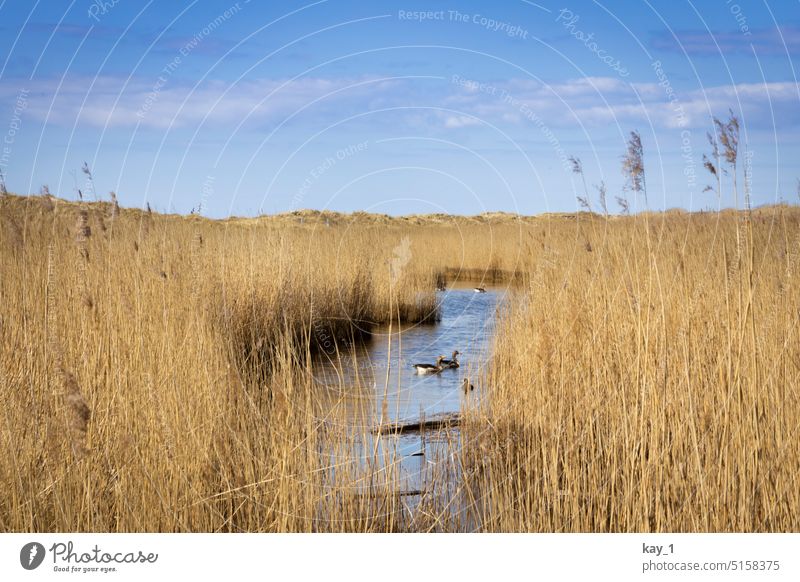 Ducks in reeds Duck birds ducks Duck family Common Reed North Sea coast dunes Landscape Lake Lakeside Calm Water Nature Idyll Exterior shot Relaxation