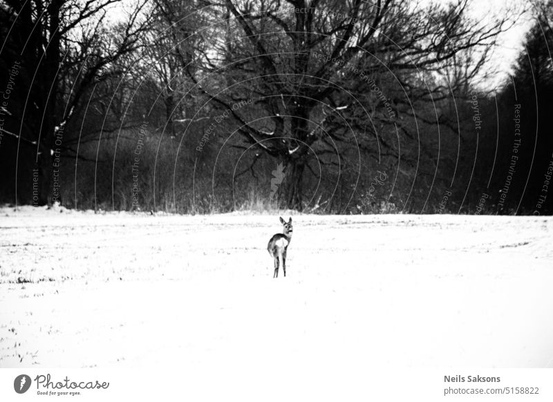 deer in snow covered field near forest roe wild wild animal mammal meadow winter three black and white monochrome oak oak tree leafless big oak snow field