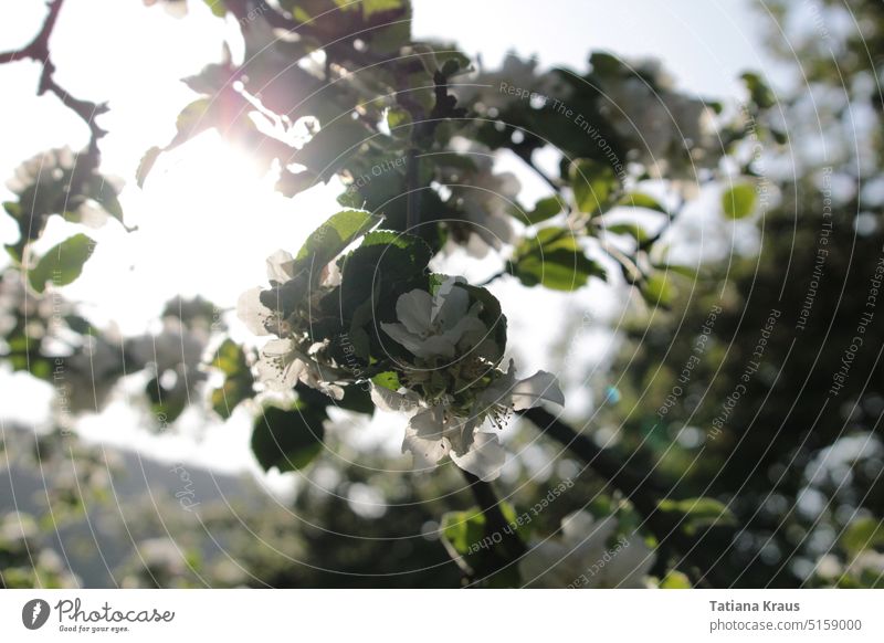 Apple tree in blossom Nature Tree Blossom Spring Sun Sunlight Apple blossom Blossoming Green White Exterior shot Beautiful weather Colour photo