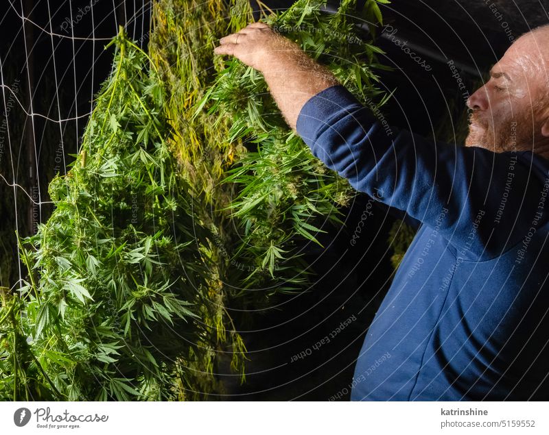 Farmer Worker hangs Marijuana plants to dry in a barn. Organic Cannabis Sativa worker farmer cannabis harvest green Leaves CBD medicinal plantation close up