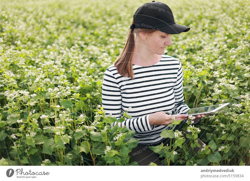 female agronomist with tablet check the growth of a field with buckwheat flowers. woman touching hand plant shoots and enter data into a digital tablet. Modern agribusiness