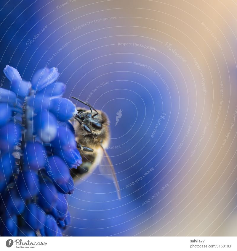 Honey bee snacking on blue grape hyacinth Bee Muscari Blue Spring Flower Nature Blossom Blossoming Macro (Extreme close-up) Plant Colour photo
