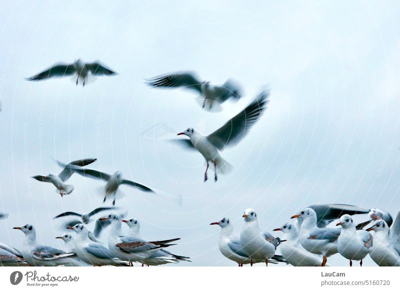 air traffic Seagull gulls Bird birds Flying flight Grand piano Aviation Transport Sky seagull Freedom Animal Beach Ocean Many short of space coast Feather