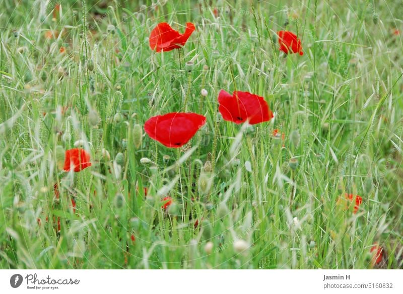 Poppies on green meadow Poppy Field Nature Meadow Green Grass Exterior shot Plant Colour photo Deserted Day Environment naturally Wild plant pretty Growth