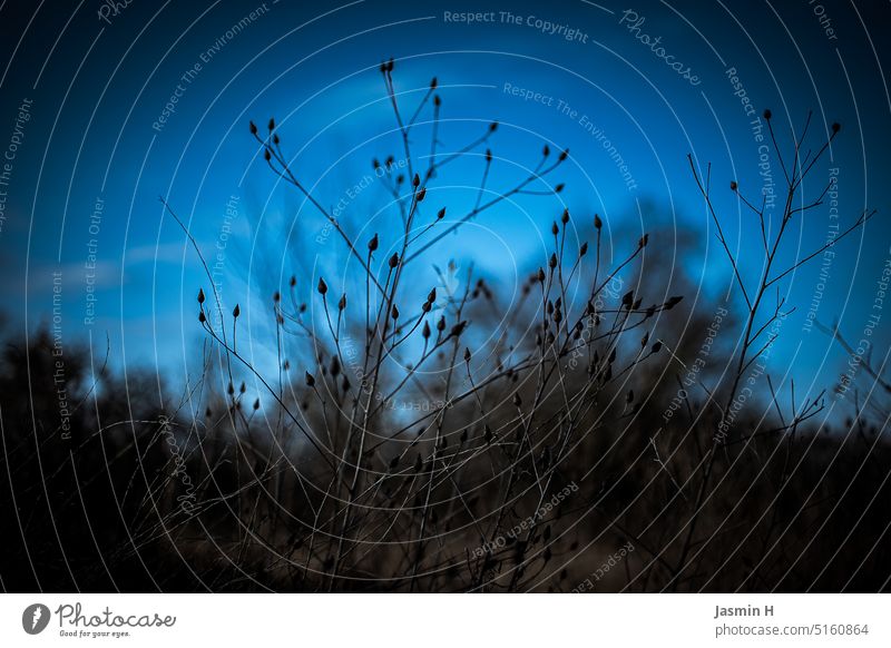 Withered plant against blue sky Plant Faded Nature Exterior shot Colour photo Environment Deserted Cold Blue sky Background blurred Transience naturally Decline