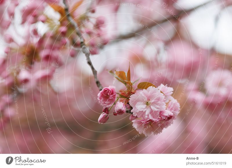 Sea of Cherry Blossoms - a Royalty Free Stock Photo from Photocase