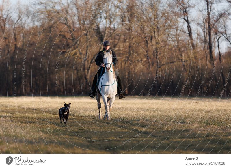 A rider on a white horse comes riding towards me, next to him a dog. The horse looks attentive , the dog seems happy. Wonderful terrain with meadow path and trees .
