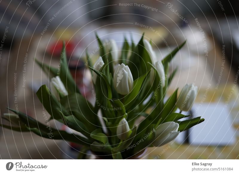 White tulips symbolize eternal love... well then... a Royalty Free