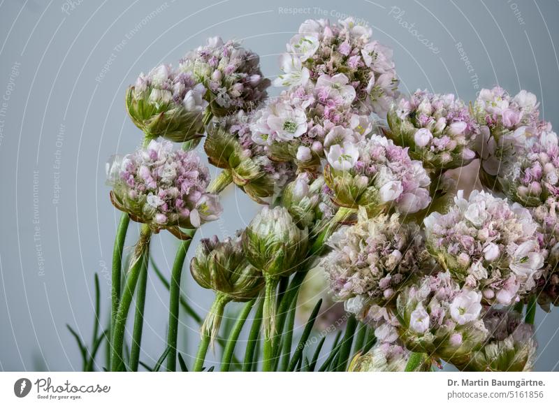 Beach carnation, inflorescences common thrift Stand grass carnation armeria maritima rich in form shrub enduring Plumbaginaceae Blumbaginaceae