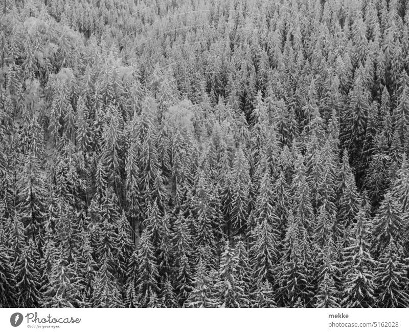 decent winter spruce forest Forest Coniferous forest spruces Winter Winter forest Snow Frost Cold Snowscape Winter mood chill winter landscape trees White
