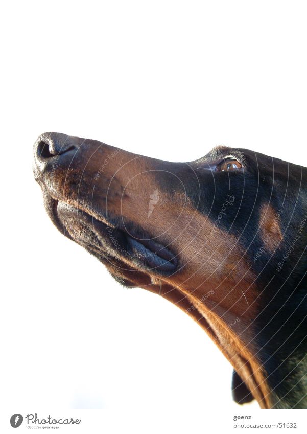 I've sniffed your prey! Dog Dog's head Doberman Pelt Animal Snout