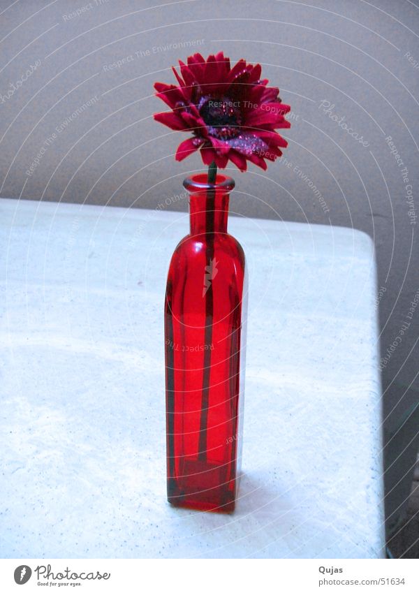 red Flower Red Flower vase Physics Summer Table Vase Lust Positive Romance Hope Spring Emotions Warmth desire Happy attract attention Success
