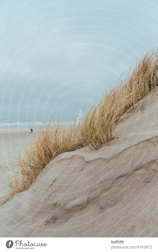 View over a dune to a lonely walker at the stand in bad, stormy weather Denmark Rain Raincoat Walk on the beach Weather Nature Outdoors Wet Watertight rainy