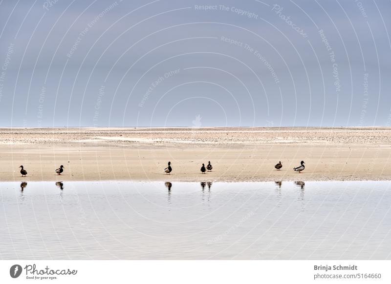 lonely, deserted beach with some ducks fauna feather outdoors seascape birdwatching peaceful cute north adventure waterfowl recreation ornithology duckling