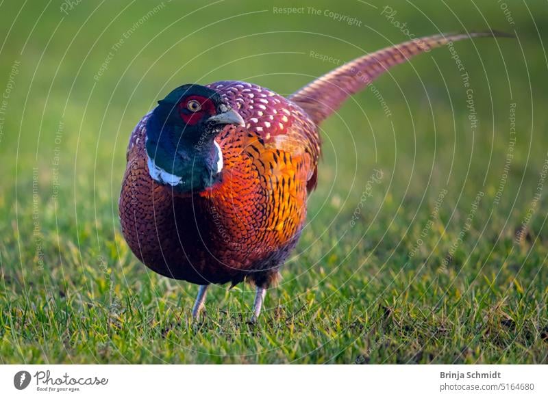 beautiful colorful pheasant on a green meadow terrain rural europe countryside moving standing step common cock pheasant habitat going curious closeup isolated