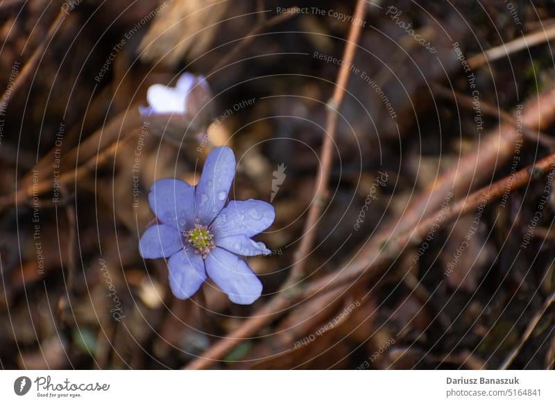 Close-up of a purple hepatica flower growing in brown leaves nature background plant blue blossom closeup forest outdoor season beauty flora spring flower bloom