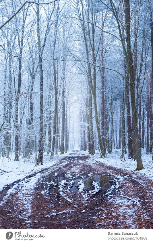Muddy road alley in winter snow-covered forest wood cold tree landscape nature frost ice white season path snowy park weather dirty scene day muddy rural