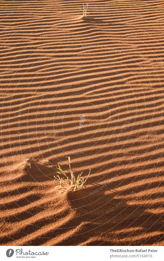 Sand pattern with plants in shade Namibia Desert Dry Hot Africa Landscape Nature Far-off places Warmth Namib desert travel Light Exterior shot Shadow Pattern