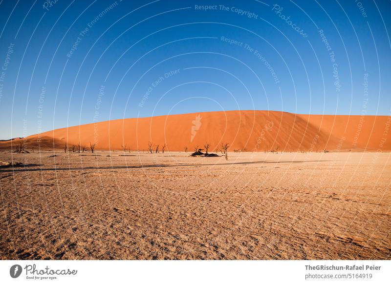 Dune against blue sky with trees in foreground Sand duene Namibia Africa travel Desert Landscape Adventure Nature Warmth Sossusvlei Far-off places Shadow Light