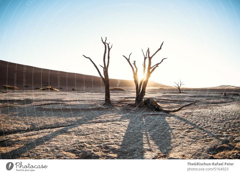 Tree backlit in a desert Sand duene Namibia Africa travel Desert Landscape Adventure Nature Warmth Sossusvlei Far-off places Shadow Light Blue sky sandy
