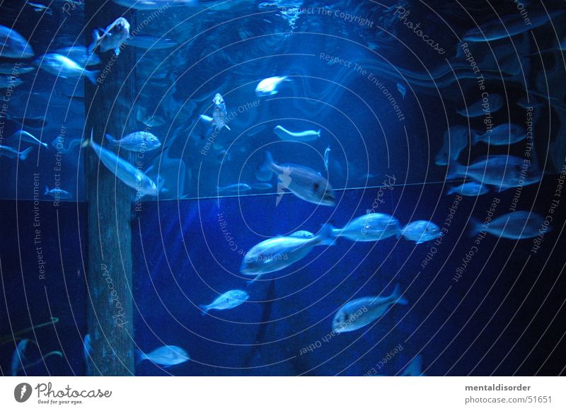blue bustle Window Tentacle Dive Water Blue seaworld Fish Glass Swimming & Bathing