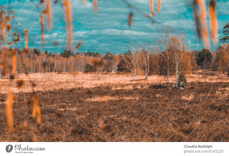 Bog landscape with dry grasses and birches Niederrhein moorland Birch tree Grass nature park grasslands Landscape naturally Nature Environment Calm Sky Autumn