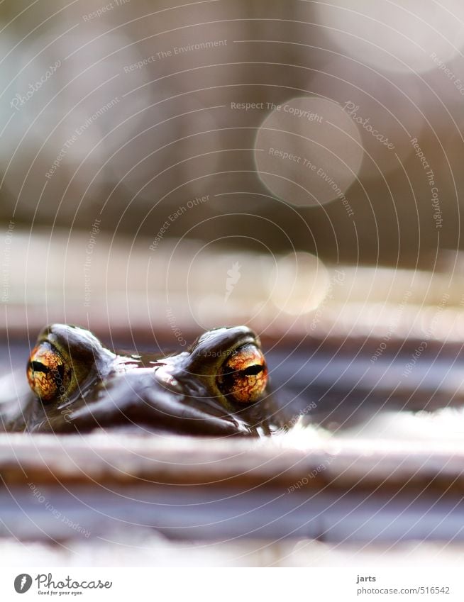Big eyes Animal Wild animal Frog 1 Looking Swimming & Bathing Natural Nature Eyes Colour photo Exterior shot Close-up Deserted Copy Space top Day Light
