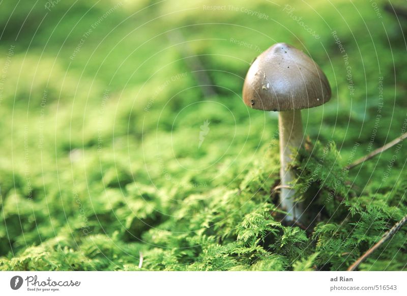 space oddity Food Mushroom Mushroom cap Nutrition Vegetarian diet Nature Animal Autumn Plant Grass Bushes Moss Foliage plant Agricultural crop Park Field Forest