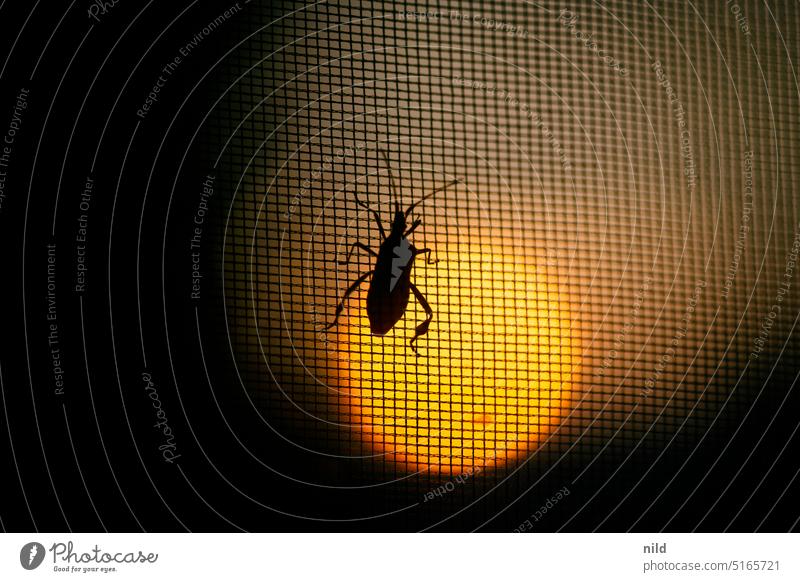 Farewell multi | One last sunset Beetle Insect Sunset Macro (Extreme close-up) Shallow depth of field Crawl Colour photo