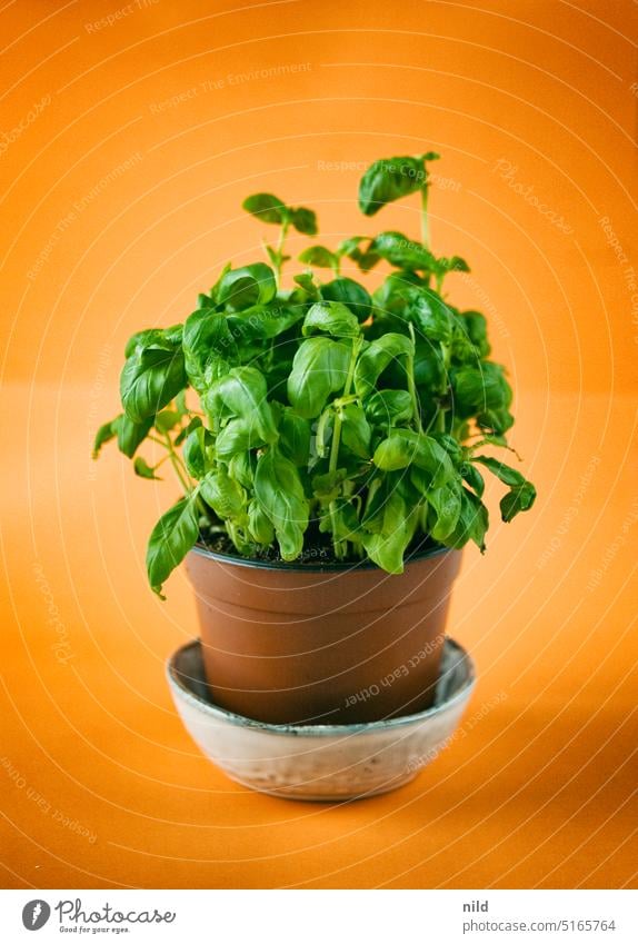 Purely plant-based - basil on an orange surface herbs kitchen herbs Herbs and spices Green Fresh Plant Agricultural crop Herb garden Colour photo