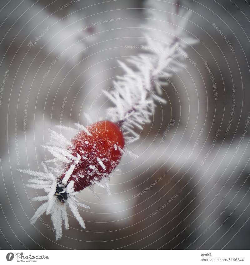 Ice Holy rose hip Nature Bushes Frost Ice crystal Thorny Small Cold Point Winter Plant Environment Beautiful weather Close-up Exterior shot Colour photo