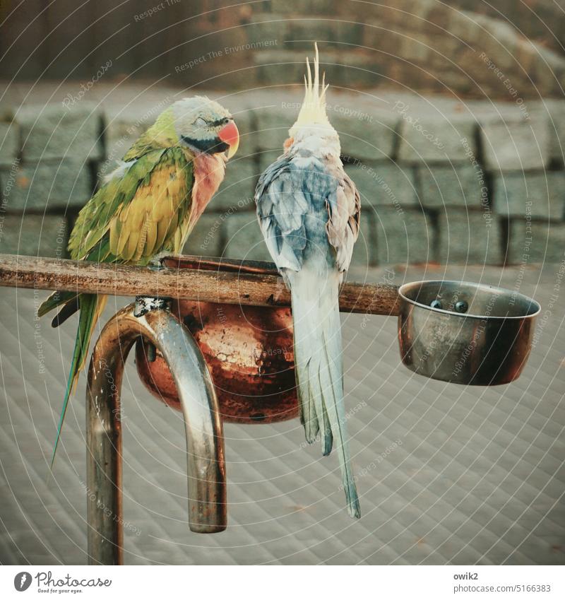 Experts Bird 2 parrot Parakeet Looking Colour photo Macaw Parrots Exotic Together Loyalty Relationship Animal portrait Related Pair of animals Day Contentment