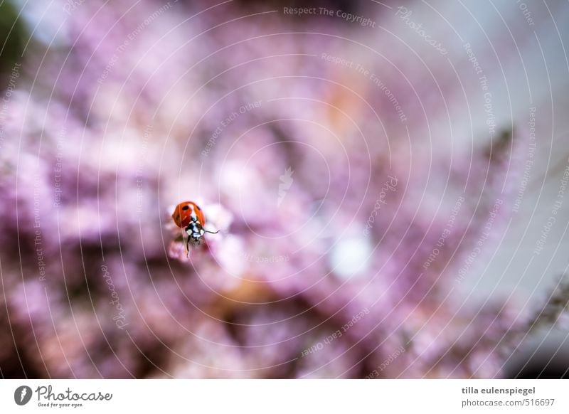 dots Animal Beetle Ladybird 1 Crawl Pink Red Nature Colour photo Blur Insect Plant Close-up Macro (Extreme close-up) Shallow depth of field