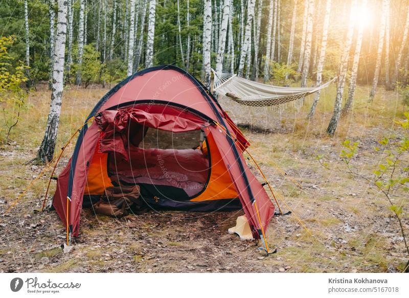 Camping red tent in birch grove. Hammock, sunset light. Adventure,travel,leisure adventure background camping hiking mountain sport summer trip activity forest