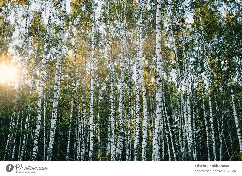 Beautiful birch trees forest at sunset time. Amazing panorama. Ukrainian nature. summer trunk white branch landscape season green spring wood background