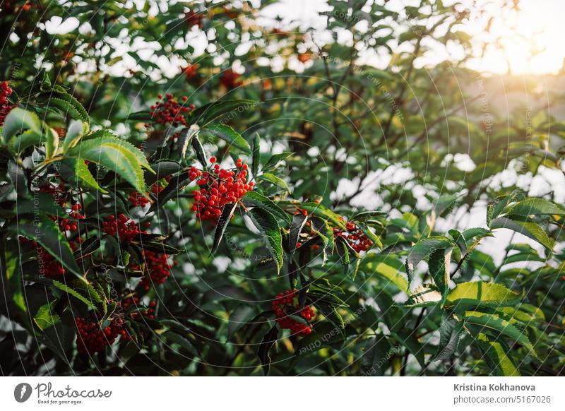 Beautiful red rowan tree with ripe berries. Mountain-ash branch. Background. autumn berry bunch closeup fruit green leaf nature background botanical bright fall