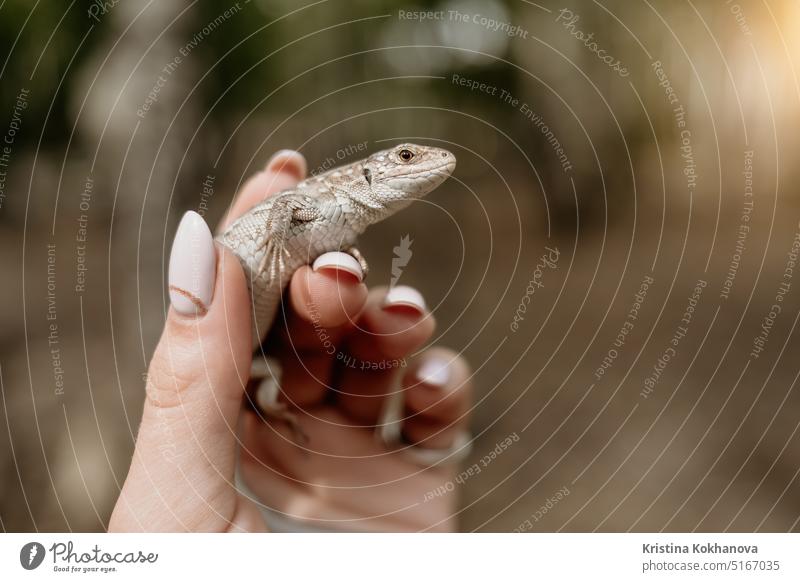 Tail of lizard in female hands.Beautiful reptile.Exotic tropical animals concept green nature skin wildlife background cute dragon eye small closeup color