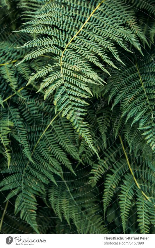 fern Fern Fern leaf Green Structures and shapes Nature Plant Foliage plant Colour photo Leaf Macro (Extreme close-up) naturally Exterior shot Pteridopsida