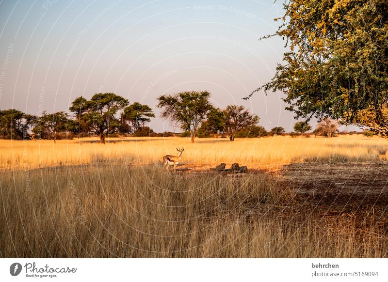 wild namibia Wanderlust Africa Far-off places Namibia Kalahari desert Grass beautifully Warmth Sunlight Dawn Antelope Wild Wilderness Dream Gorgeous