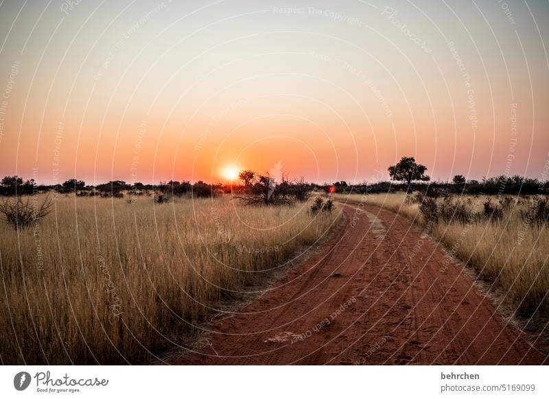 wild namibia Wanderlust Landscape Vacation & Travel Nature especially magical silent Twilight Africa Far-off places Namibia Grass Kalahari desert Sunset Dusk