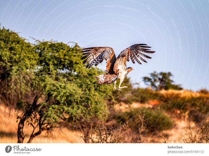 animal stories Grand piano feathers Flying Bird giant bustard Namibia Africa Wild Exterior shot Far-off places Wanderlust Colour photo Freedom Nature Adventure