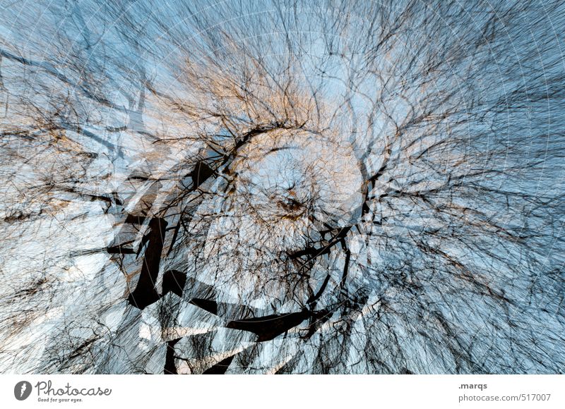 B-B tree Art Environment Nature Sky Autumn Climate change Tree Branch Tree trunk Growth Exceptional Gigantic Beautiful Many Crazy Chaos Network Perspective