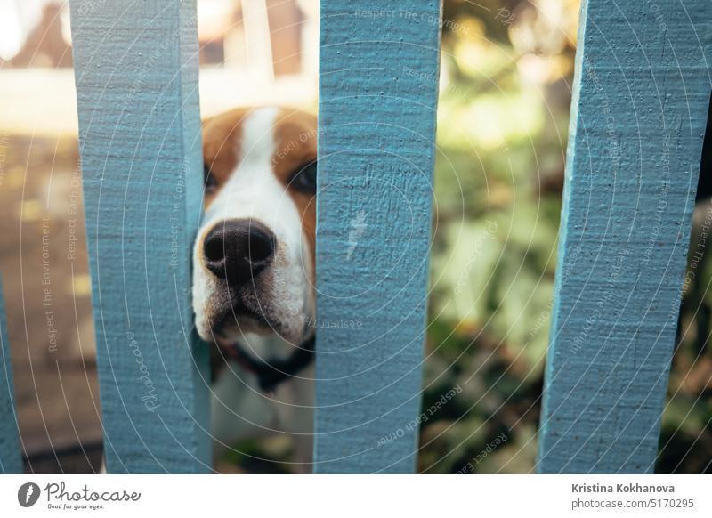 Funny beagle puppy poked nose through wooden fence. Dog curiosity concept activity amazing animal beauty breed canine care caress charming scene dog doggy