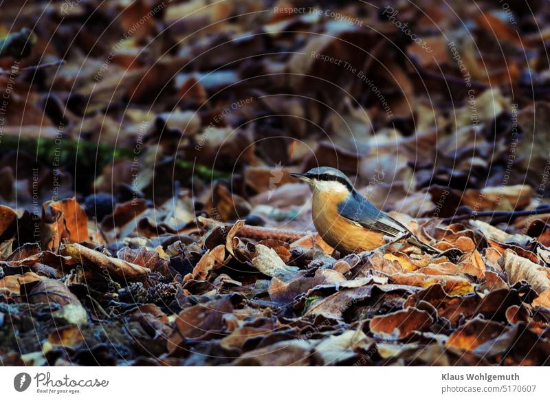 "The early bird catches the worm". In this case a nuthatch, he rummages through the frozen autumn leaves of the forest. A ray of morning sun illuminates him.